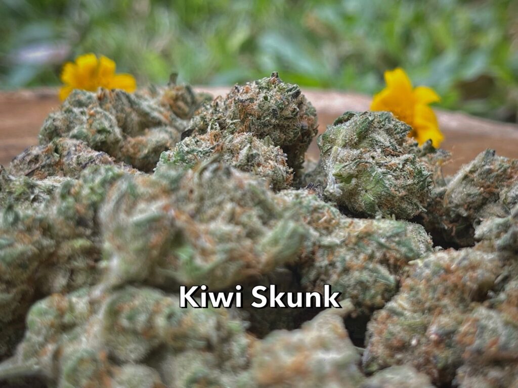 Kiwi Skunk