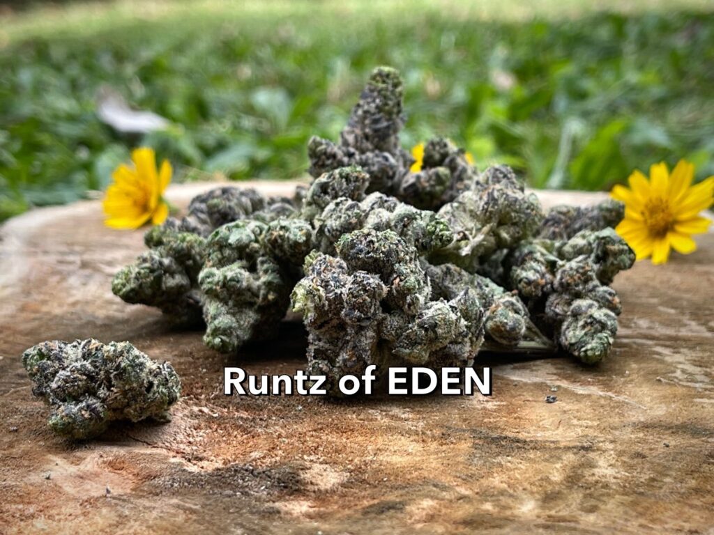 Runtz of EDEN